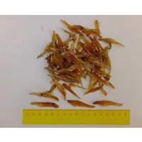 Salač Rybičky sušené 100 g